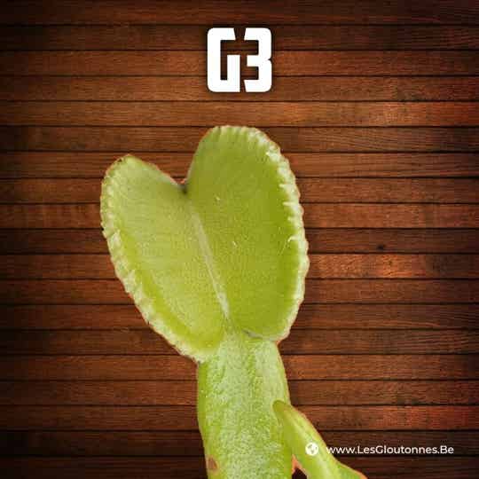 Dionaea "G3 plantev"