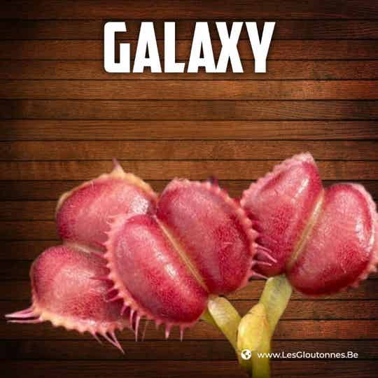 Dionaea "Galaxy"