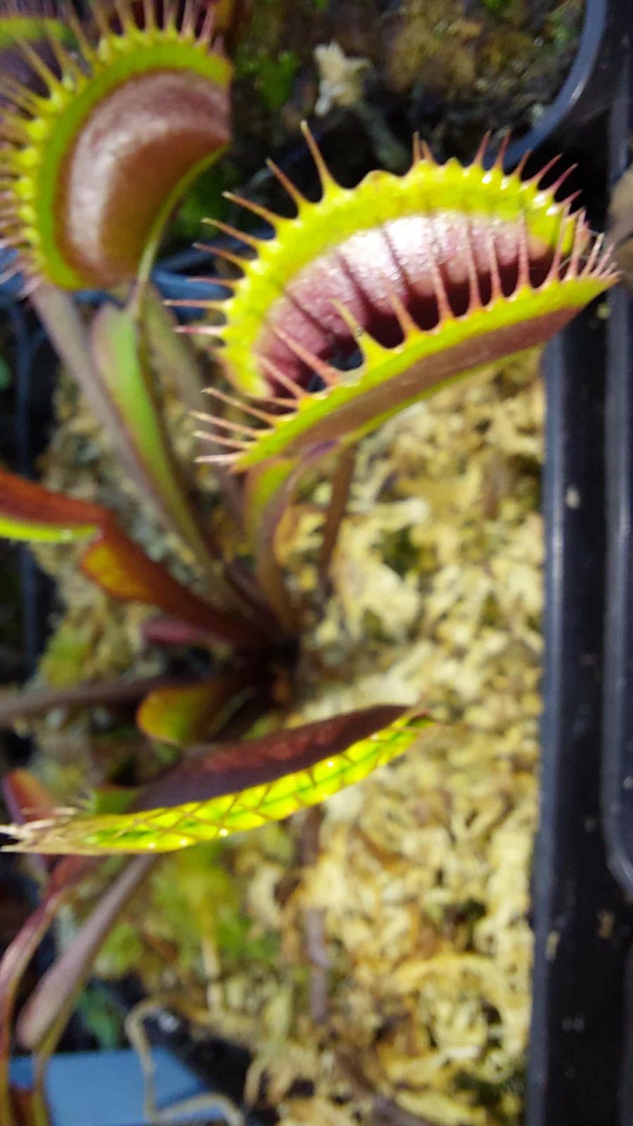 Dionaea "LG Gangredent"
