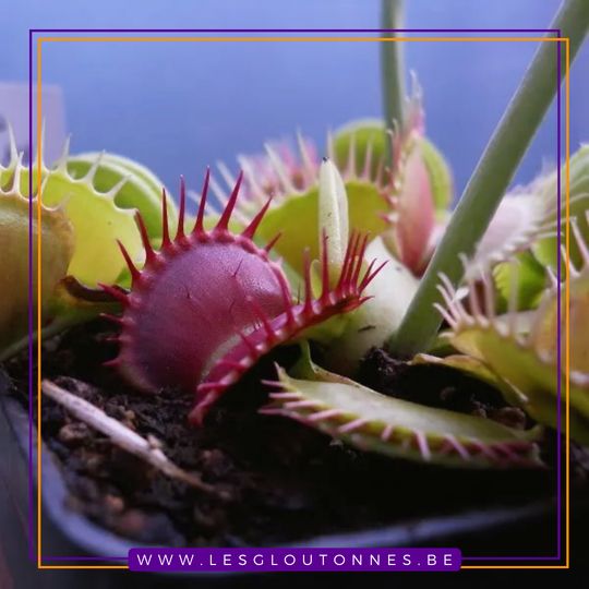 Dionaea "Gargoyle"