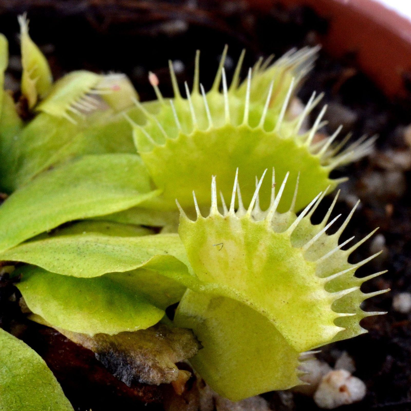 Dionaea 'Génépine'