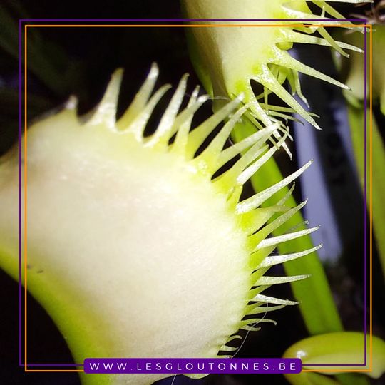Dionaea "Ghost"