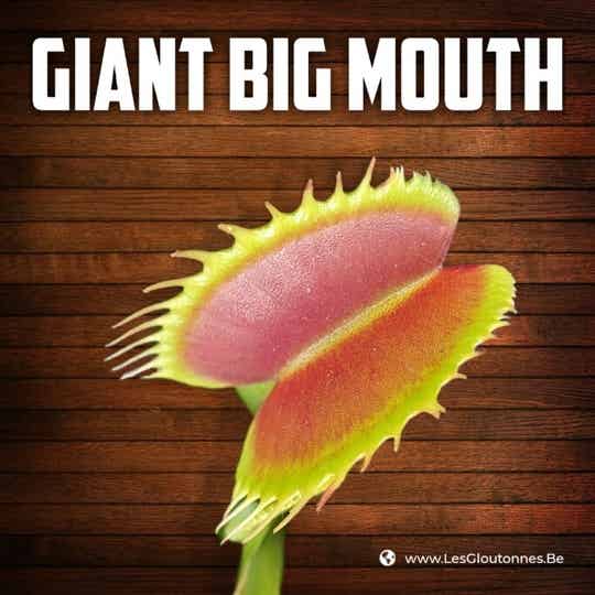 Dionaea "Giant Big Mouth"