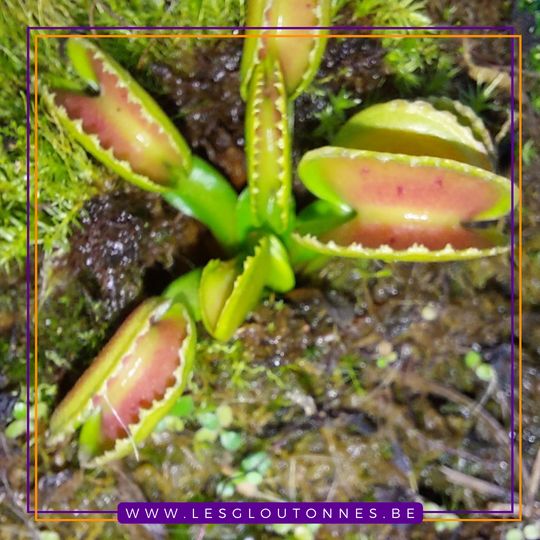 Dionaea "GJ Giant Cudo"