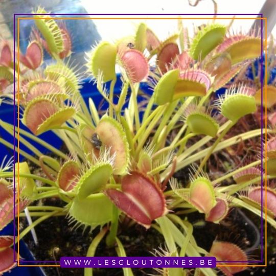 Dionaea "Giant I3"