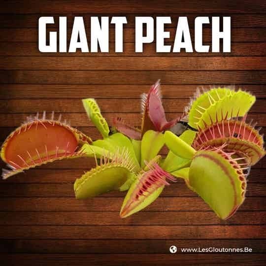 Dionaea "Giant Peach"