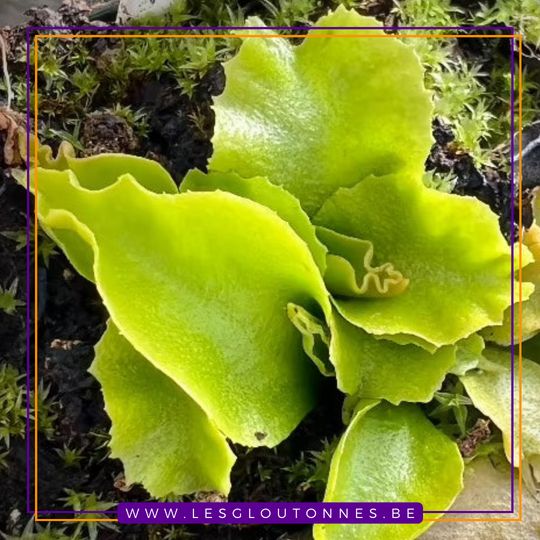 Dionaea 'Rose'