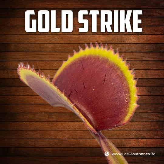 Dionaea "Gold Strike"