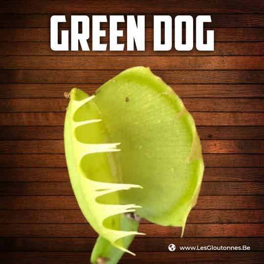 Dionaea "Green Dog"