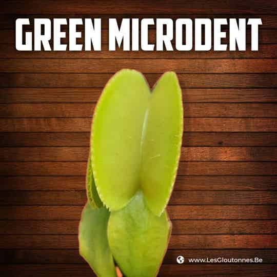 Dionaea "Green Microdent"