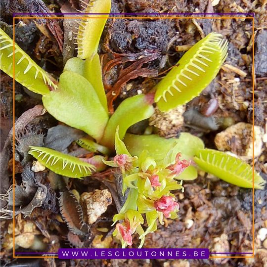 Dionaea "Haircomb"