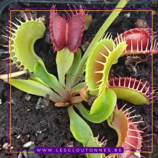 Dionaea "GC Harlequin"