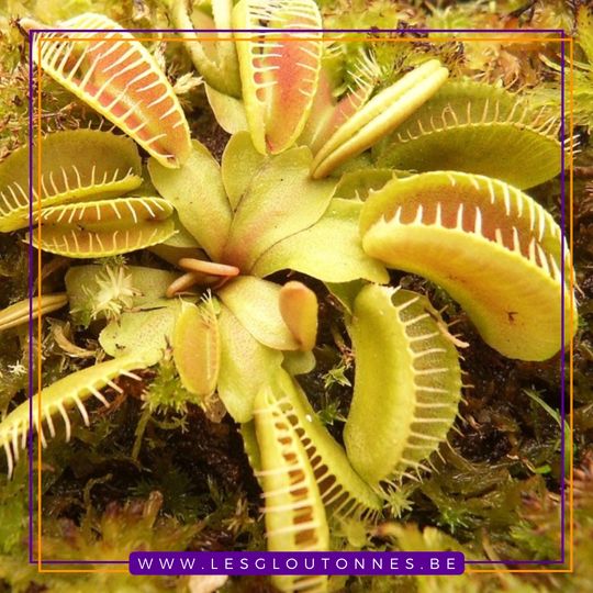 Dionaea "GJ Hellcat"