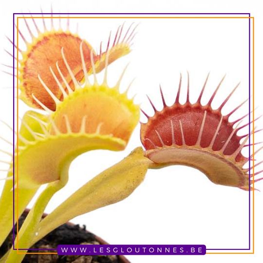 Dionaea "Ian Salter GT3"