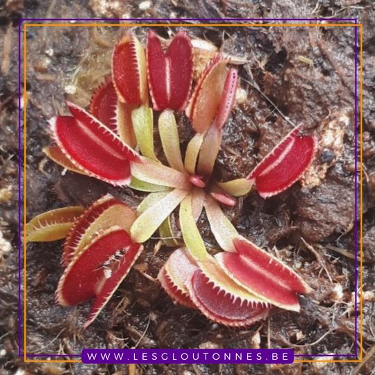Dionaea "Isistus"