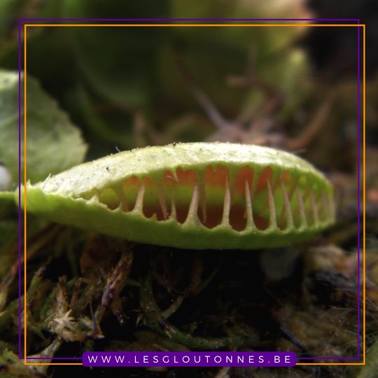 Dionaea 'Jaws Smiley'