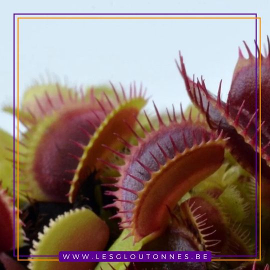 Dionaea "Jumbo"