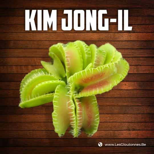 Dionaea "Kim Jong-Il"