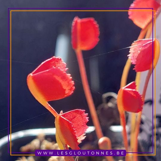 Dionaea 'Korean Melody Shark'