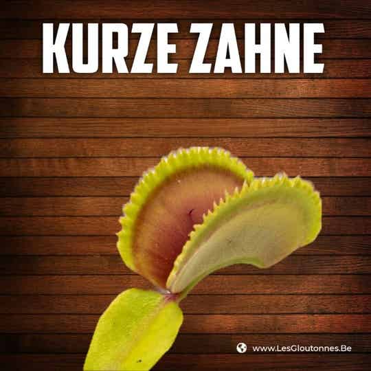 Dionaea "Kurze Zahne"