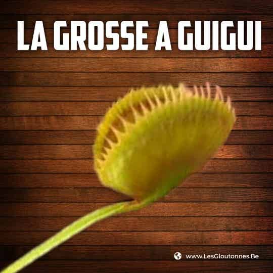 Dionaea "La Grosse à Guigui"