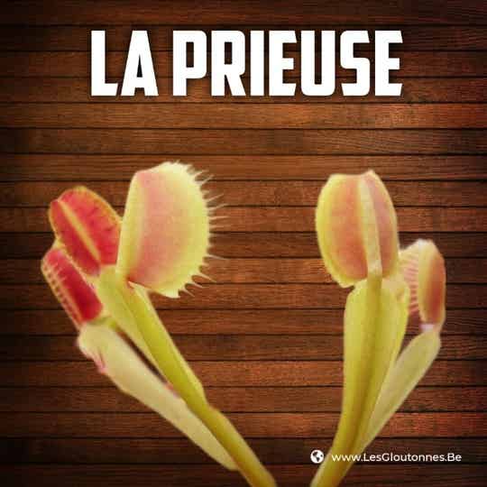 Dionaea "La Prieuse"