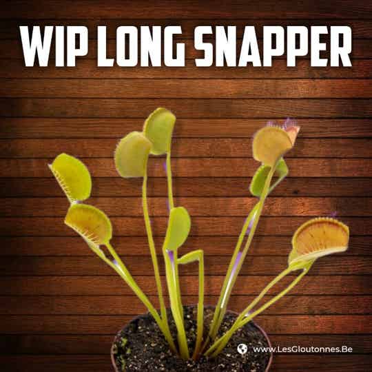Dionaea "Wip Long Snapper"