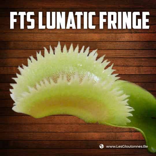 Dionaea 'FTS Lunatic Fringe'