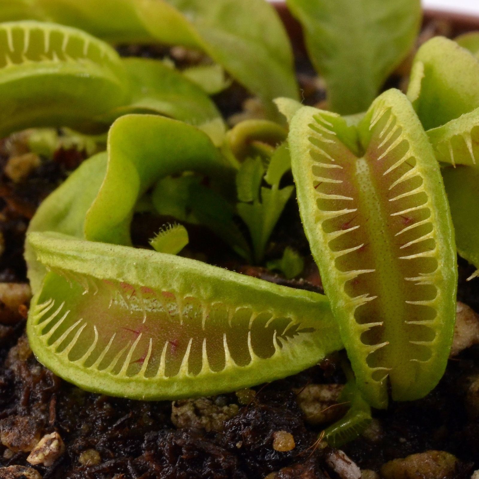 Dionaea "GJ Maratchi"