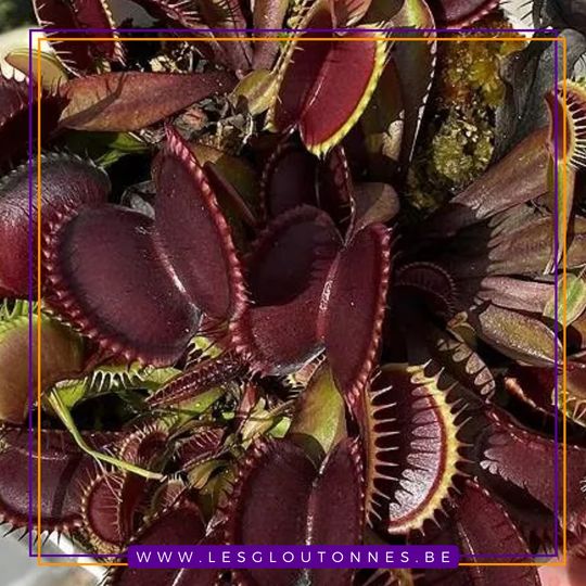 Dionaea 'FTS Maroon Monster'
