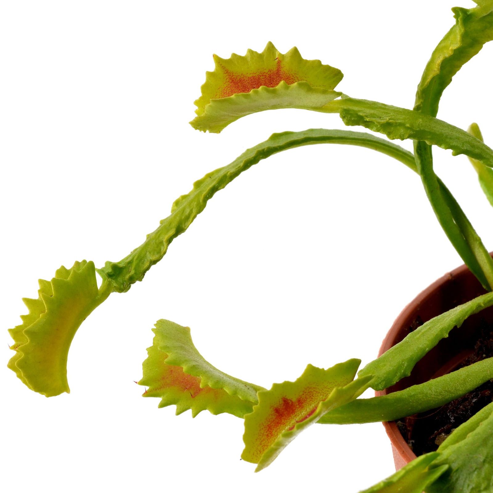Dionaea "Mars"