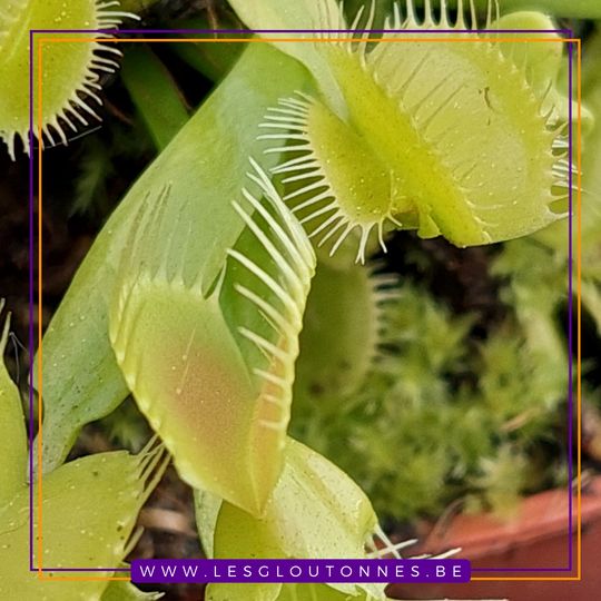 Dionaea 'Mirror'