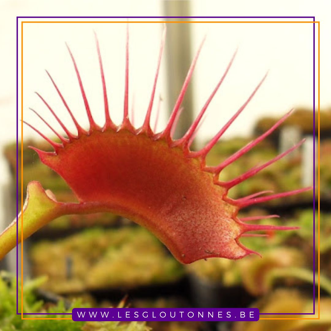 Dionaea 'Miss Pimbeche'