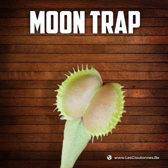 Dionaea "Moon Trap"