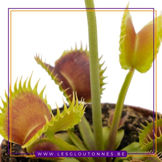 Dionaea "GJ Nosferatu"