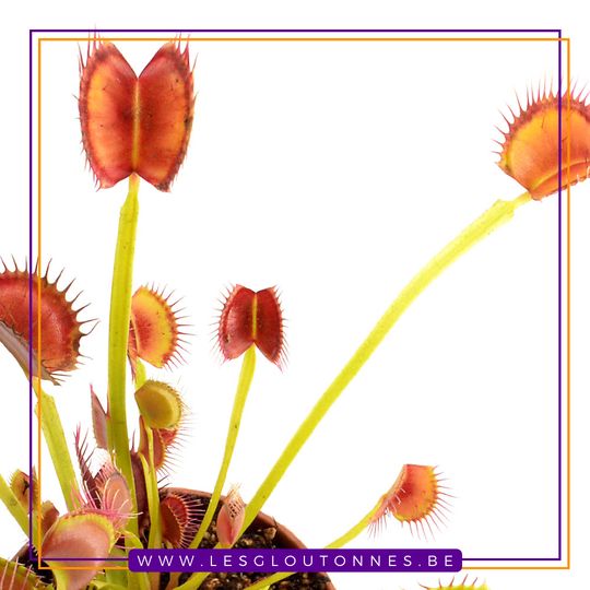 Dionaea "Orango"