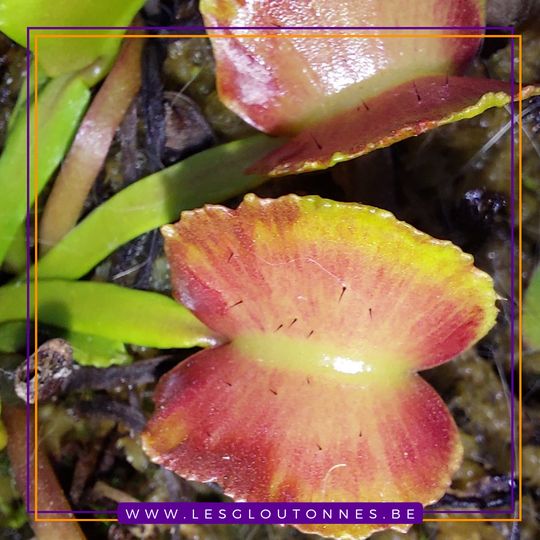 Dionaea "Pacman"