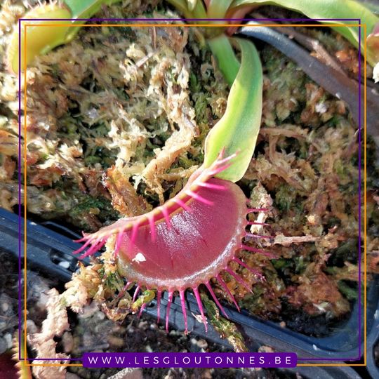 Dionaea 'Paradisia'
