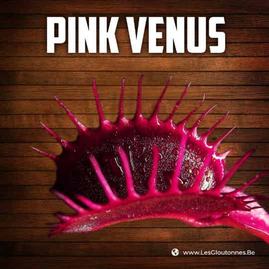Dionaea 'Pink Venus'