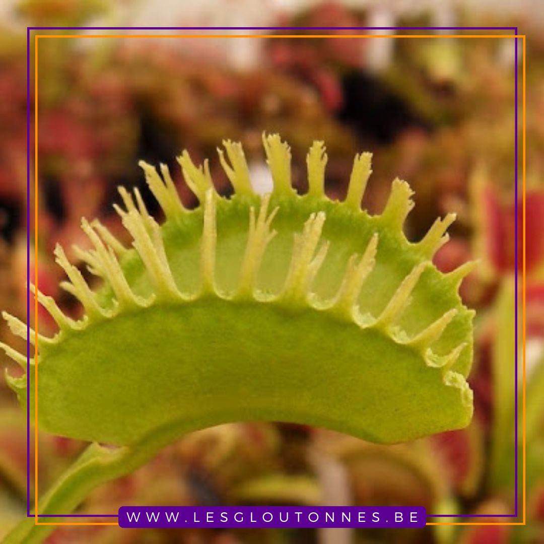 Dionaea "Plumechon"