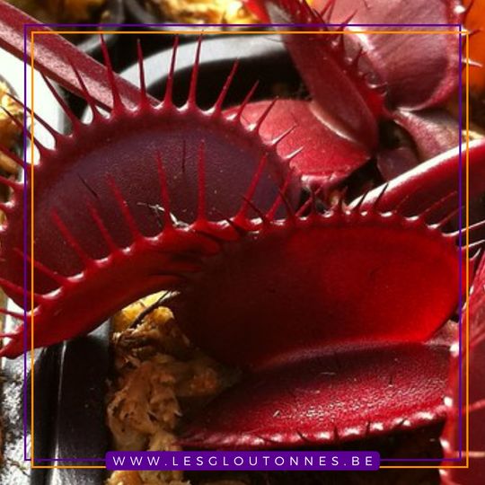 Dionaea "Pygo Red Giant"