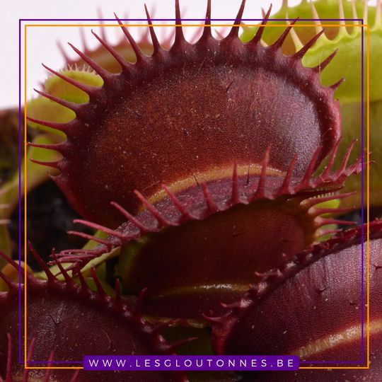 Dionaea "Quasar"