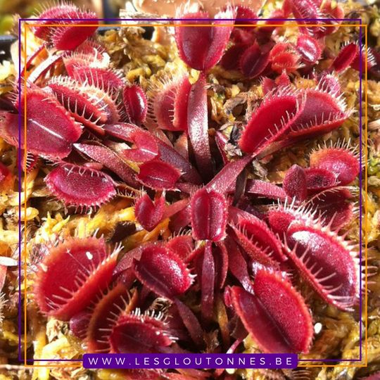 Dionaea "Red Cup Trap"