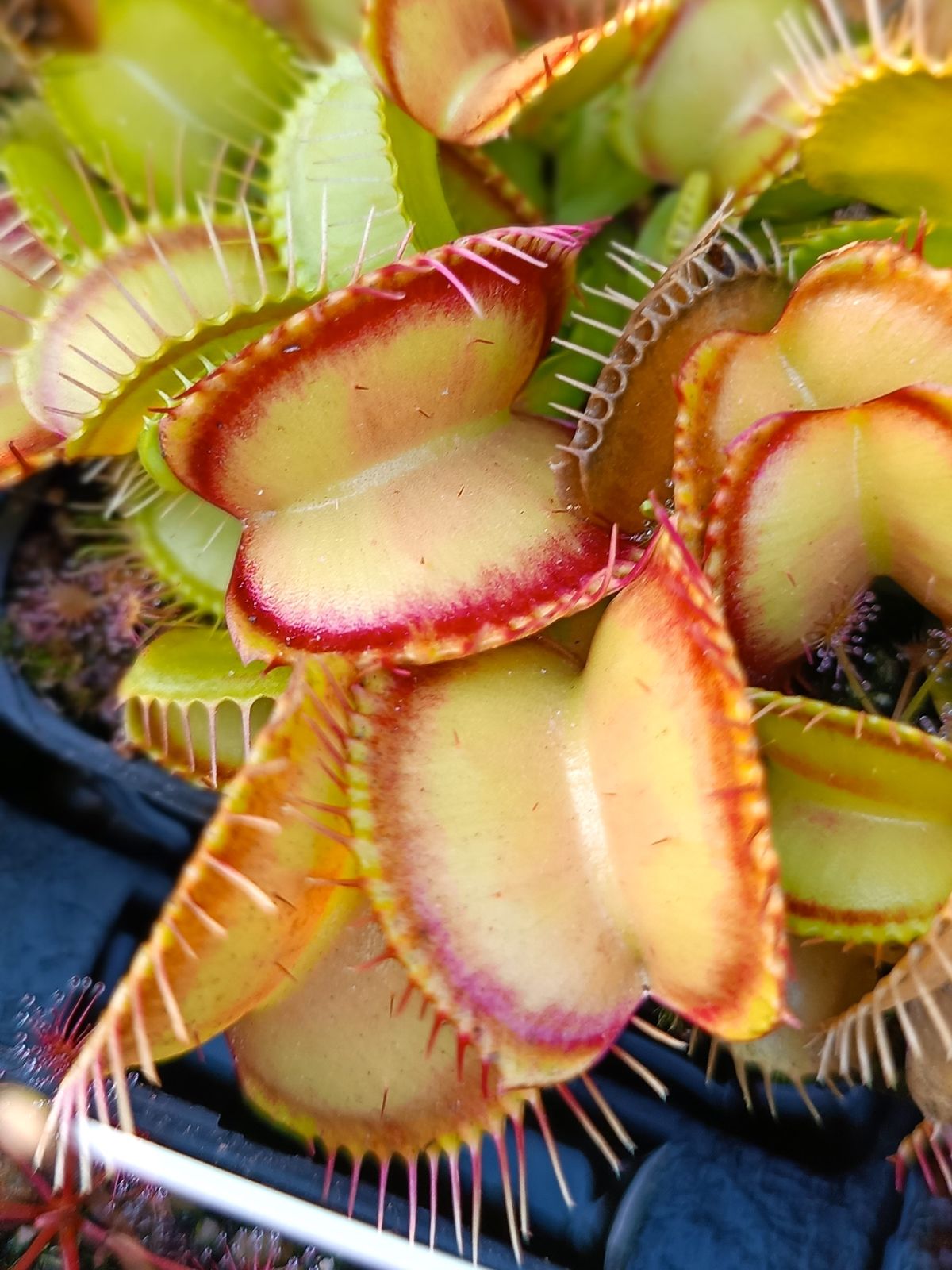 Dionaea "Red Line"