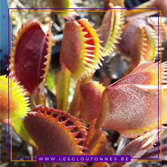 Dionaea 'Red Piranha'