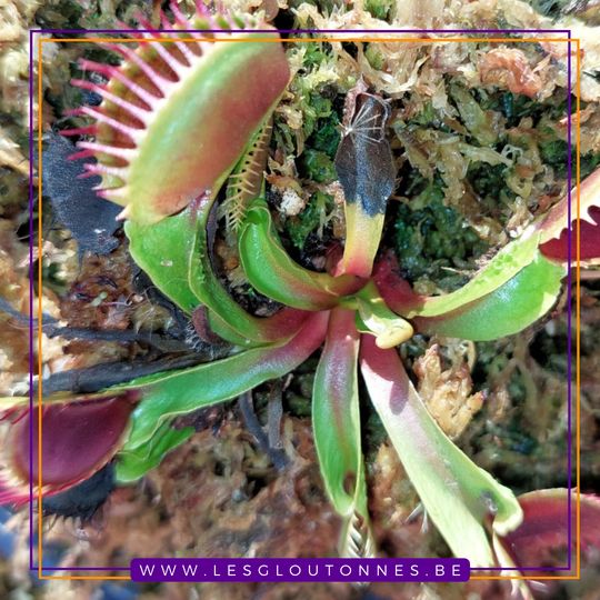 Dionaea "Reptile"