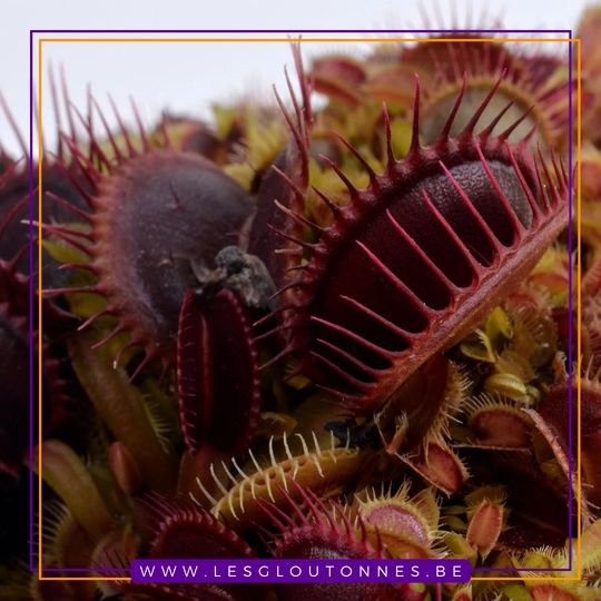 Dionaea 'Rouge Sombre'