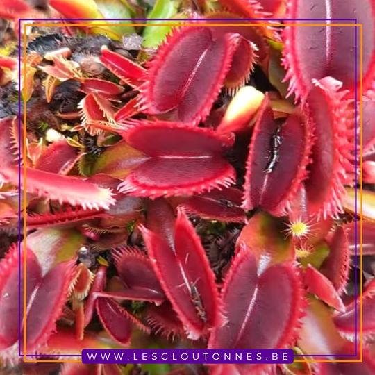 Dionaea x ('Royal Red' x 'Dentate')