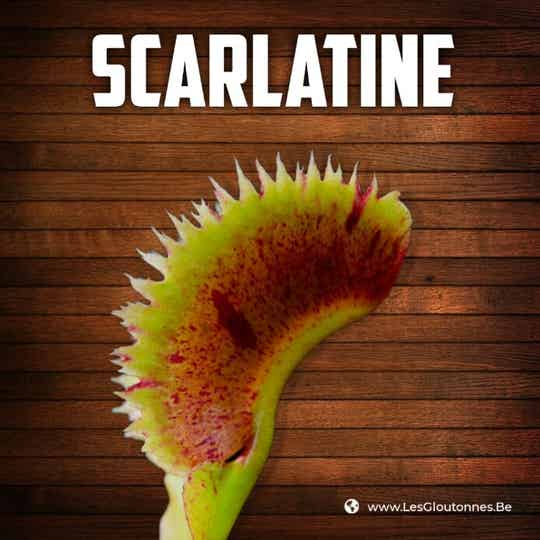 Dionaea 'Scarlatine'