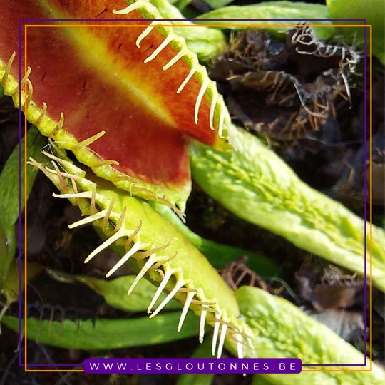 Dionaea 'Schuppenstiel'